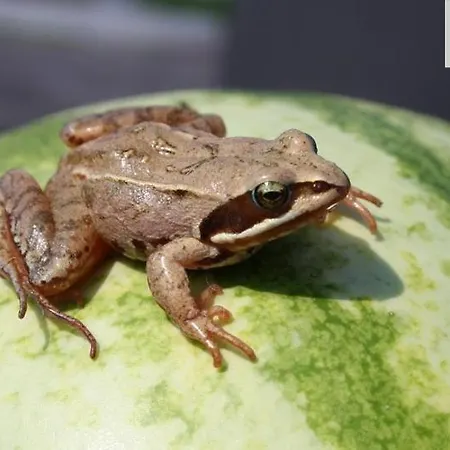 Forsthaus Leiner Berg Gasthof