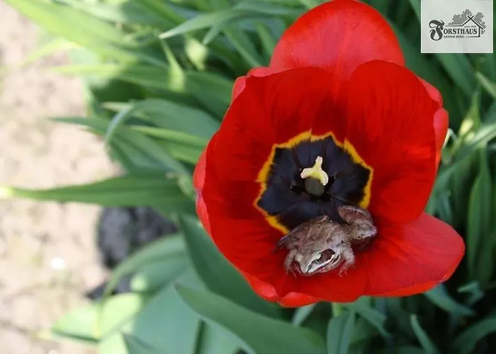 Forsthaus Leiner Berg Vendégház *