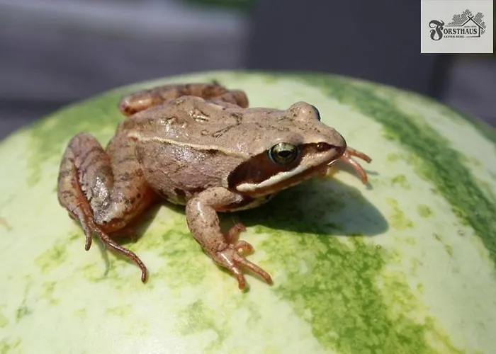 Forsthaus Leiner Berg Gæstehus